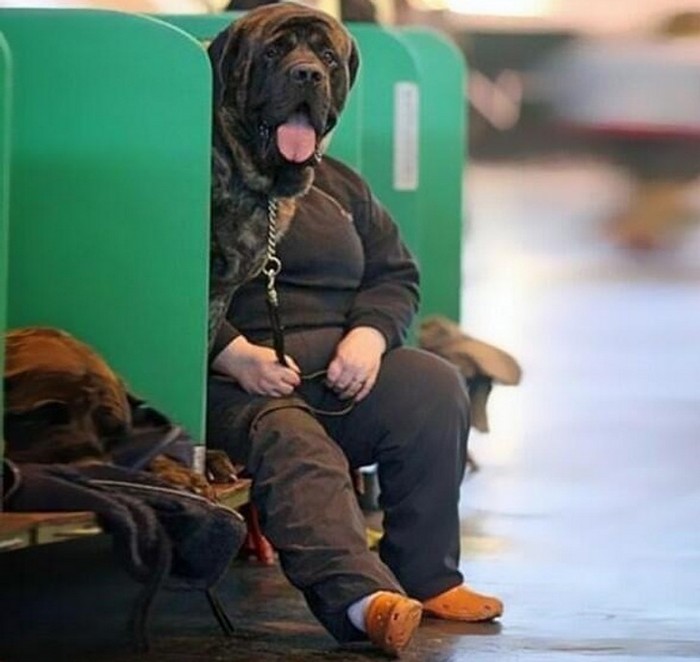 Funny perfectly timed photos: dog hiding a woman's face in a seat