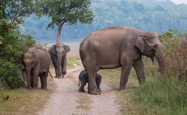 Beautiful places in Northern India: Elephants in Jim Corbett National Park