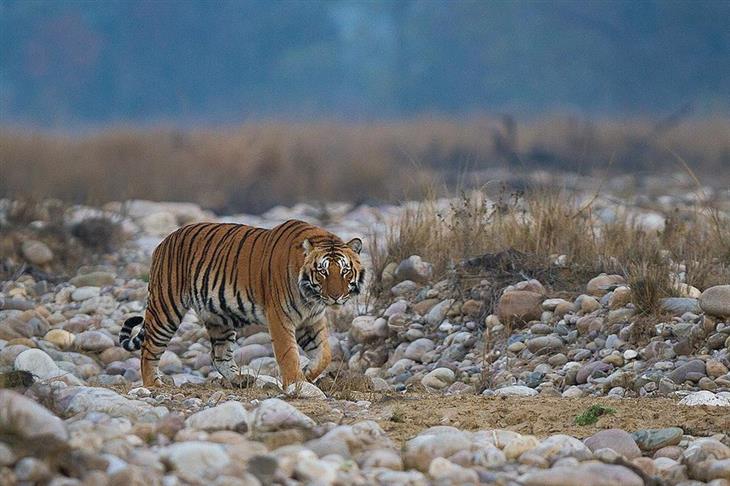 Beautiful places in Northern India: Tiger in Jim Corbett National Park