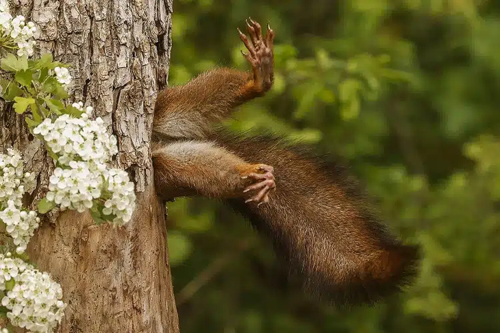  Comedy Wildlife Photography Awards 2024