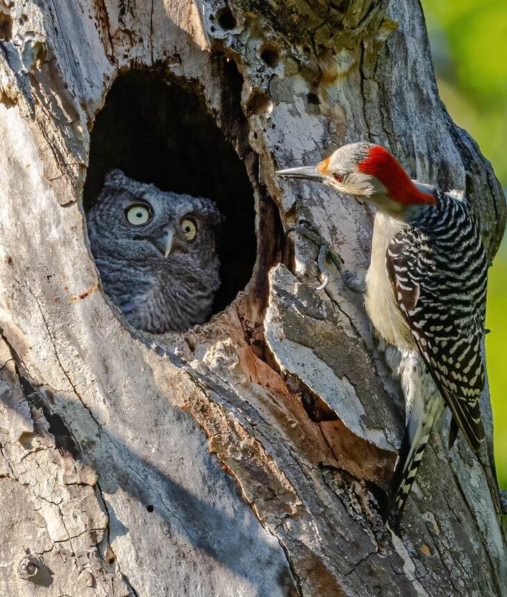  Comedy Wildlife Photography Awards 2024