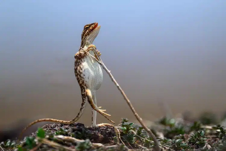 Prêmios de fotografia de comédia da vida selvagem 2024