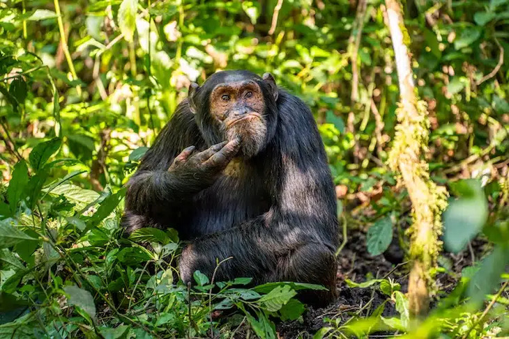 Prêmios de fotografia de comédia da vida selvagem 2024