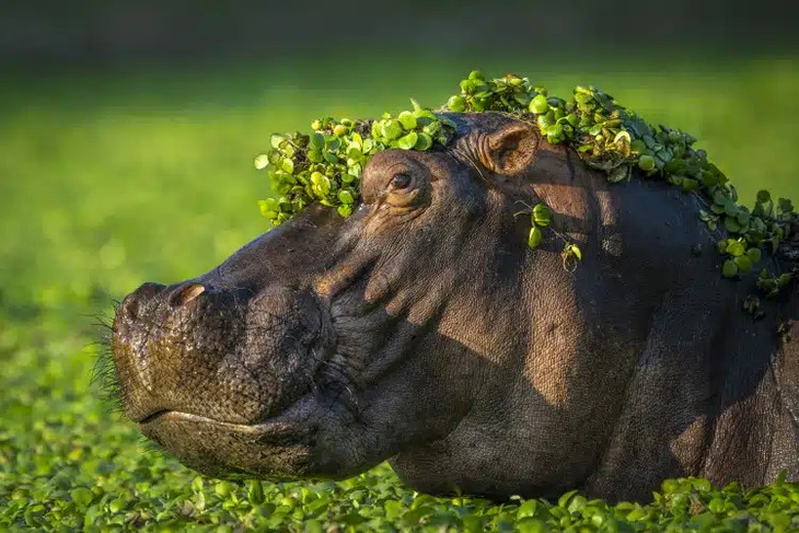 Prêmios de fotografia de comédia da vida selvagem 2024