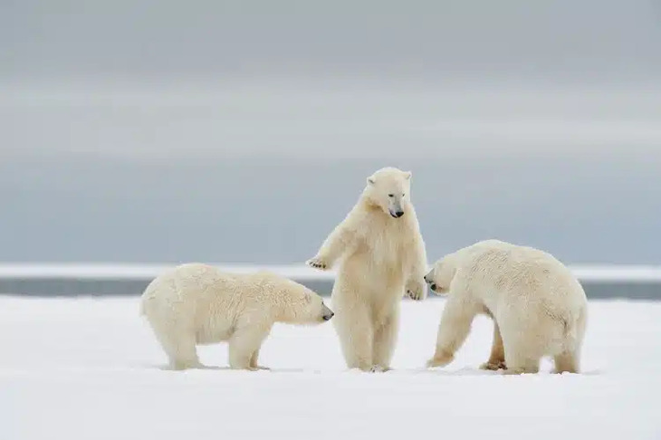 Prêmios de fotografia de comédia da vida selvagem 2024