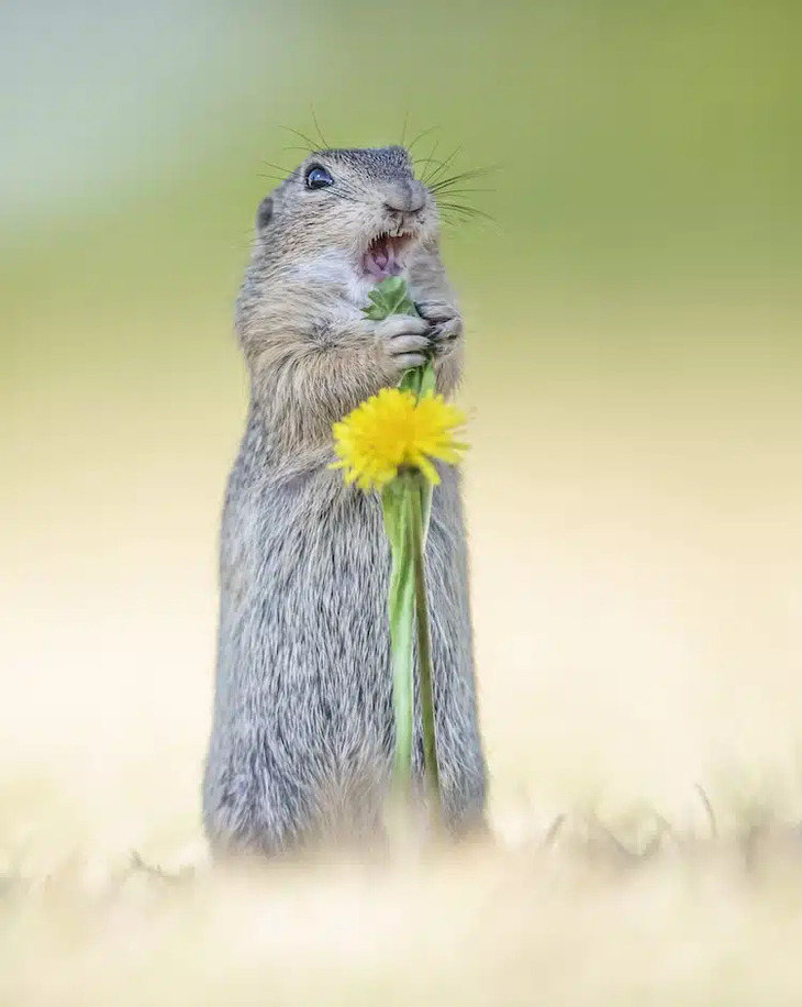  Comedy Wildlife Photography Awards 2024