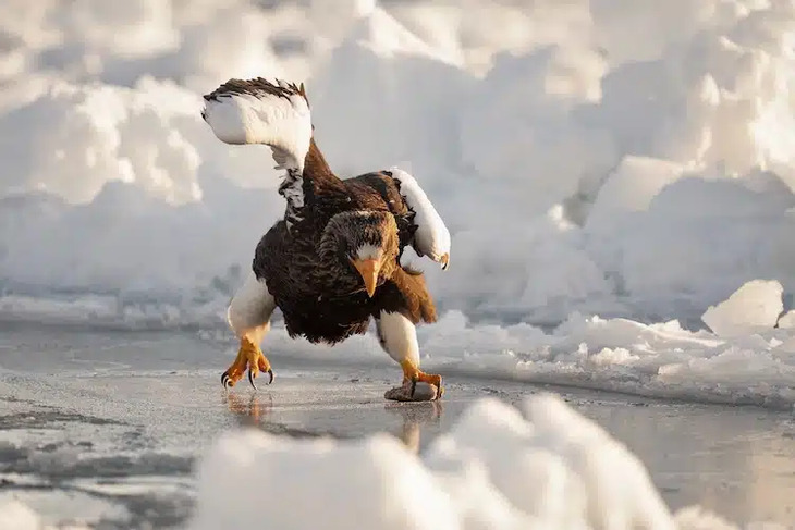  Comedy Wildlife Photography Awards 2024