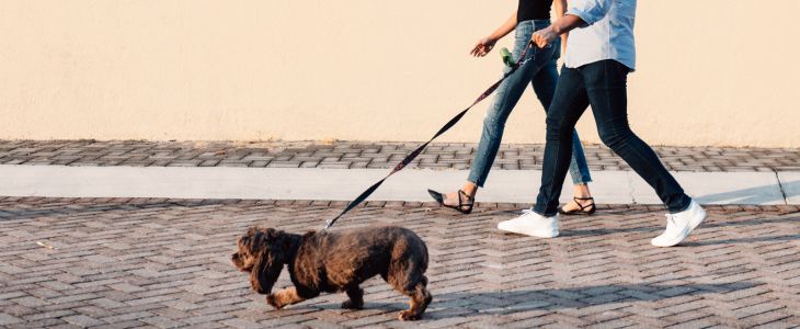 How to stay in shape when you don't like to exercise: People walking with a dog