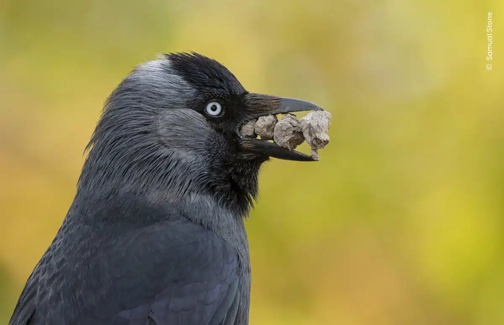 Wildlife Photographer of the Year 