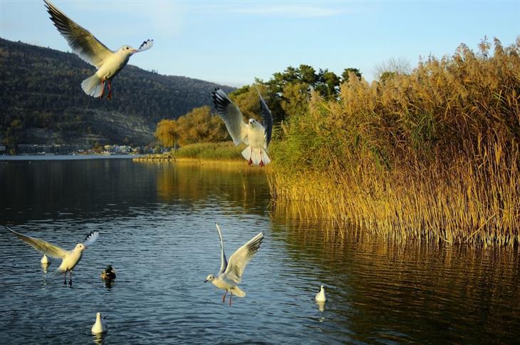 The most beautiful areas in Switzerland: Birds flying over Lake Biel