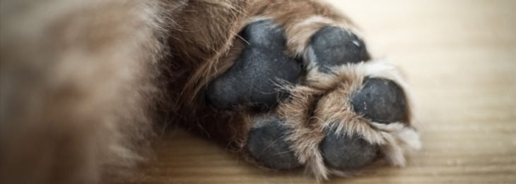 Home remedies for cats and dogs: Dog’s paw