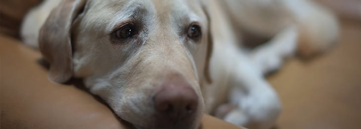 Home remedies for cats and dogs: Sad-looking dog