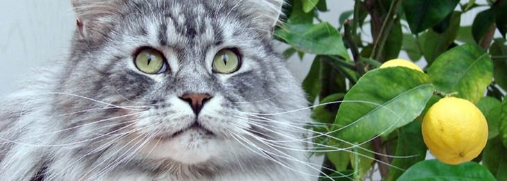 Home remedies for cats and dogs: Cat next to a branch with a lemon growing on it