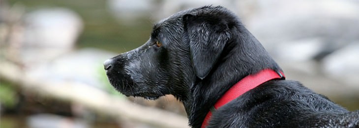 Home remedies for cats and dogs: Dog with a collar