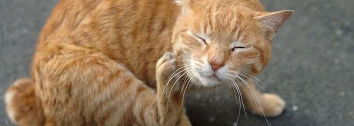 Home remedies for cats and dogs: Cat scratching