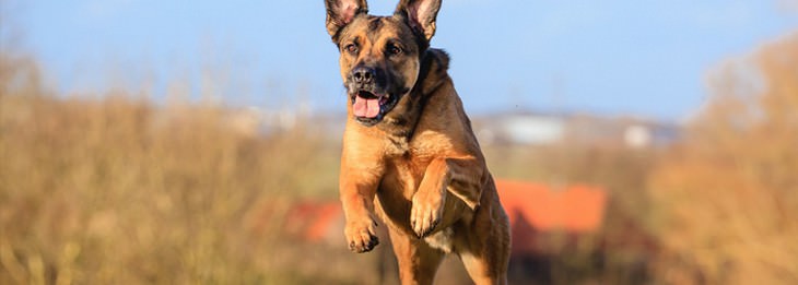 Home remedies for cats and dogs: Dog jumping