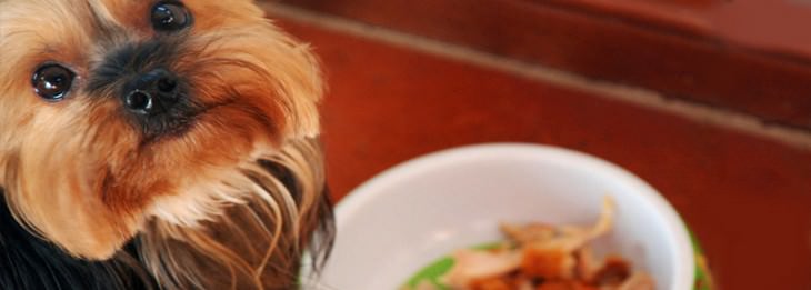 Home remedies for cats and dogs: Dog in front of a food bowl, looking at the camera