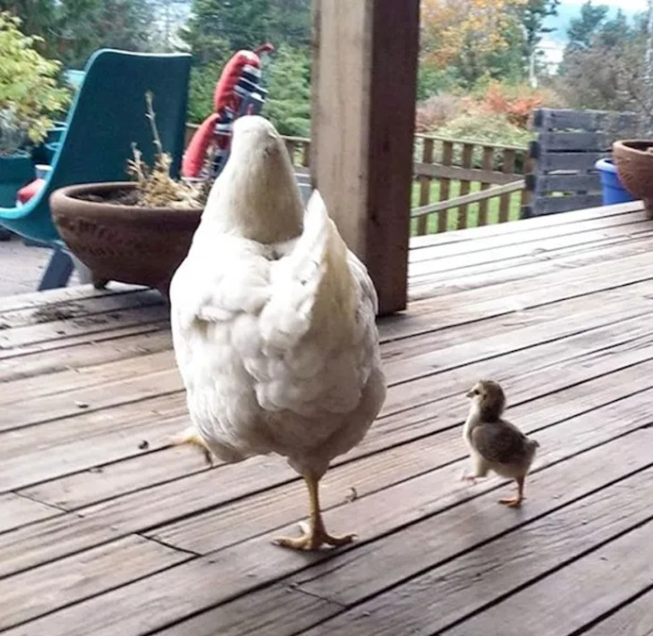 Animal Parents Showing Off Their Adorable Babies (18 Pics)