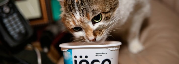 Home remedies for cats and dogs: Cat in front of a yogurt cup