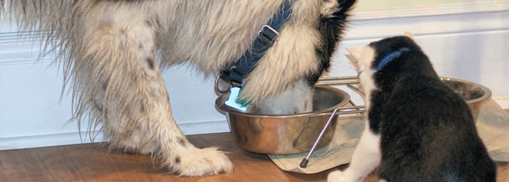 Home remedies for cats and dogs: Cat and dog eating from a food bowl