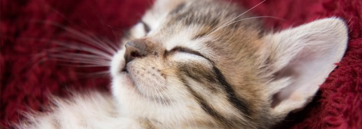 Home remedies for cats and dogs: Cat lying on its back