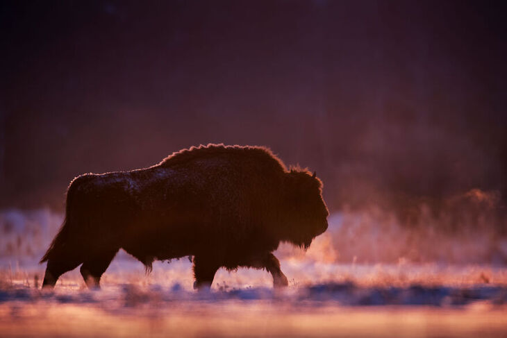 European Wildlife Photographer of the Year 