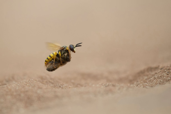 European Wildlife Photographer of the Year 