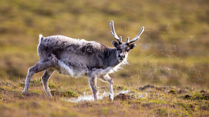 European Wildlife Photographer of the Year 