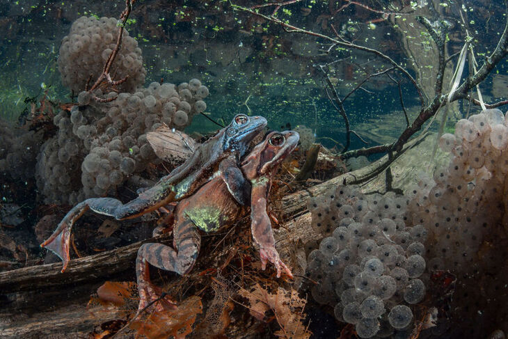 European Wildlife Photographer of the Year 