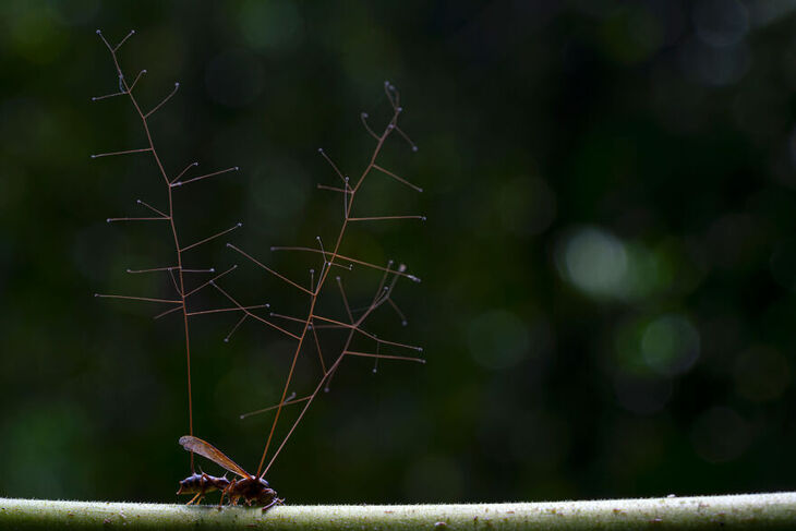 European Wildlife Photographer of the Year 