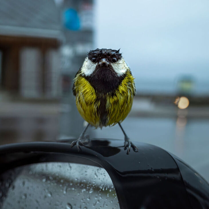 European Wildlife Photographer of the Year 