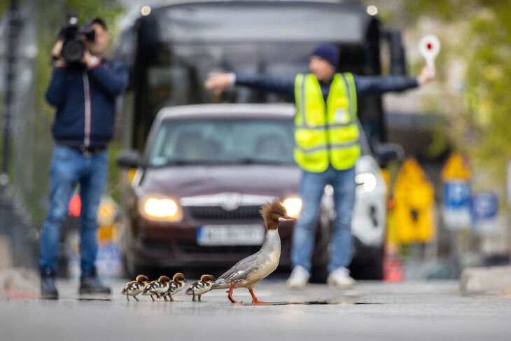 European Wildlife Photographer of the Year 