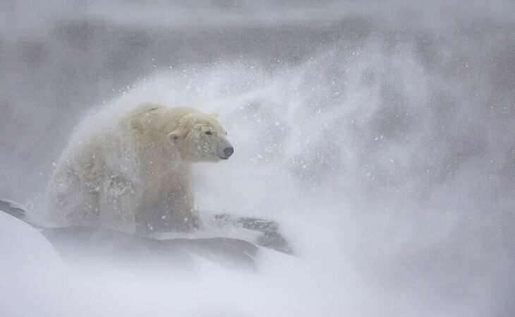 European Wildlife Photographer of the Year 