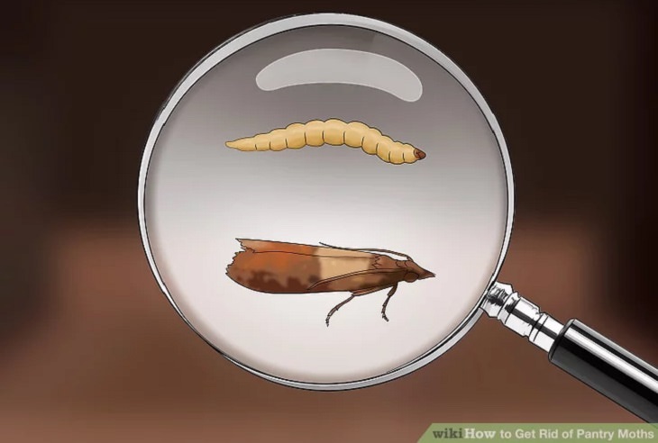 Indian meal moth - Treatment and Prevention: Larvae and moth