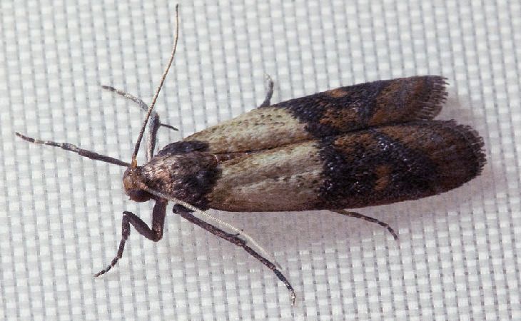 Indian meal moth - Treatment and Prevention: Image of an adult moth