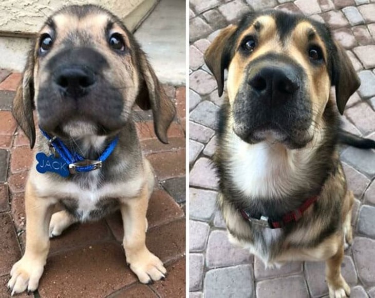 Puppies and Grown-Up Dogs