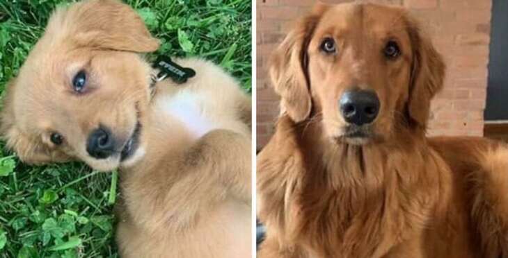 Puppies and Grown-Up Dogs