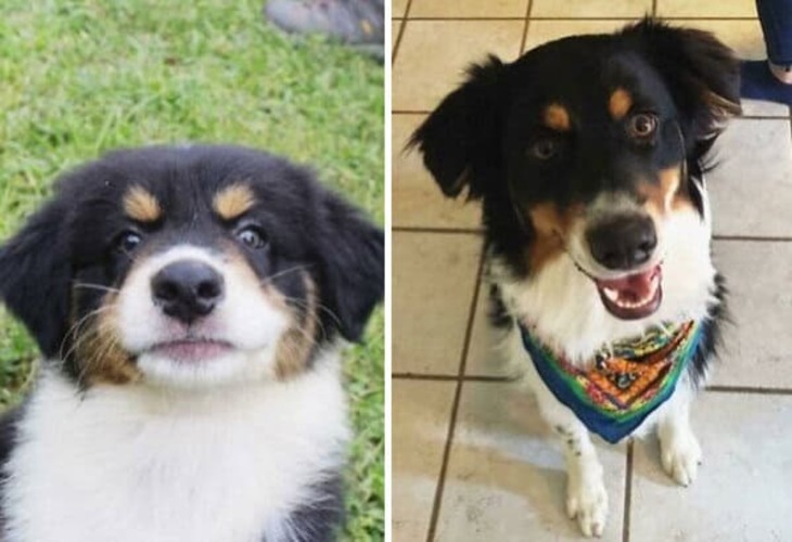 Puppies and Grown-Up Dogs