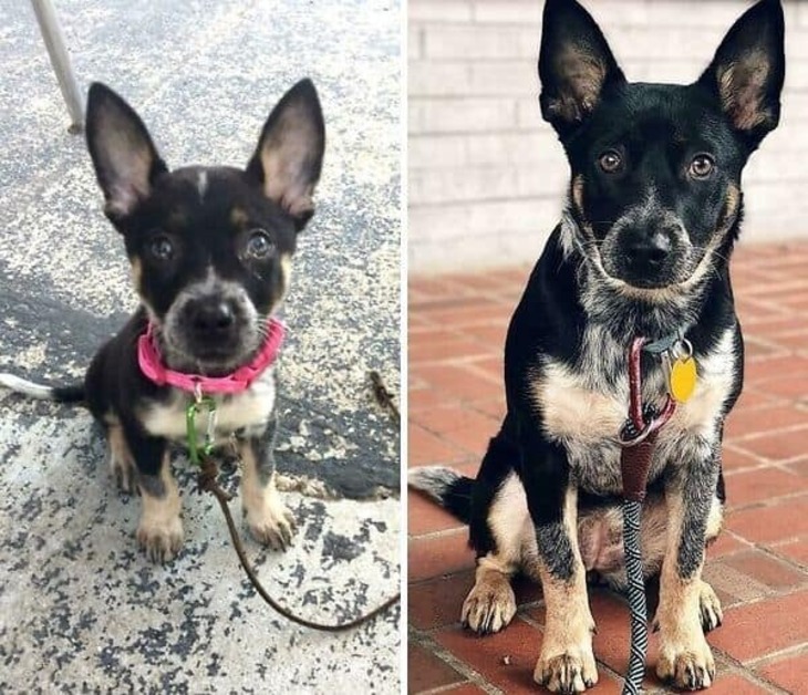 Puppies and Grown-Up Dogs