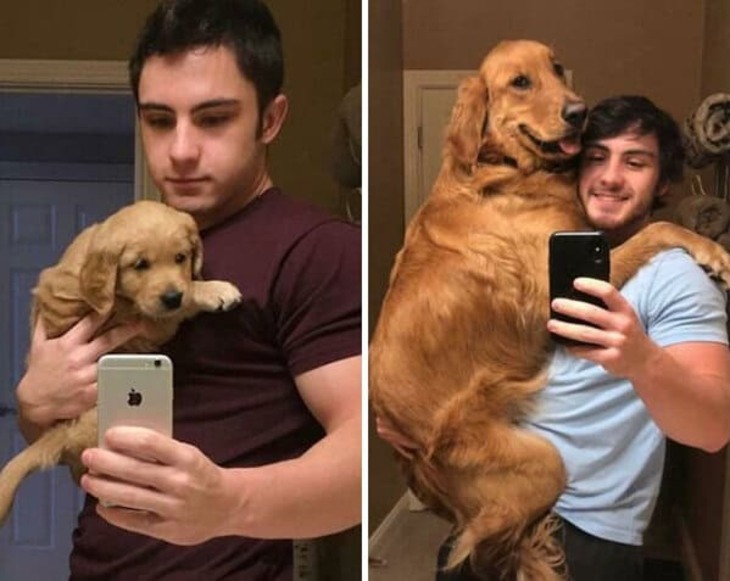 Puppies and Grown-Up Dogs