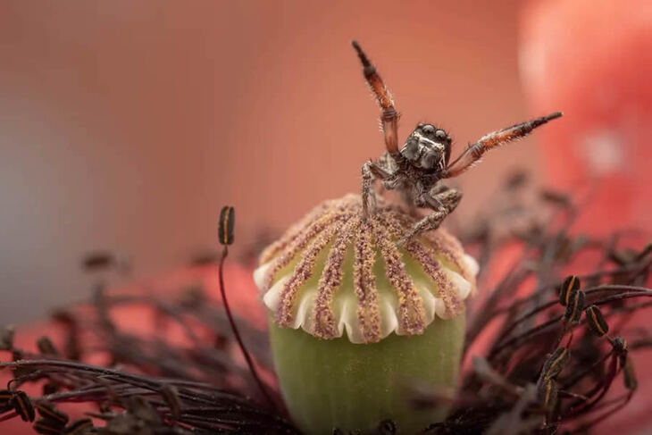 Smithsonian Magazine’s Award Winners