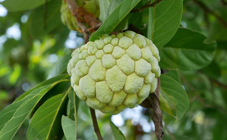 Sugar apple