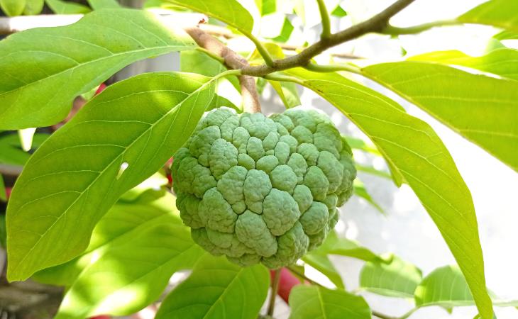 Sugar apple