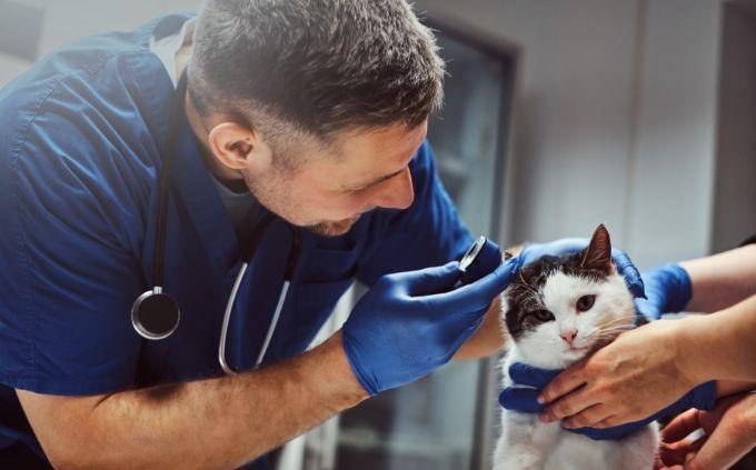 Logic test: a vet with a cat