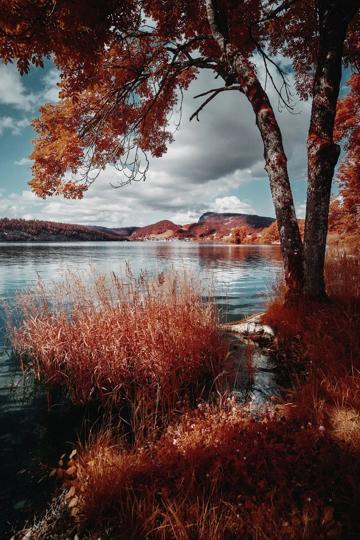 2024 Infrared Photography Contest Winners