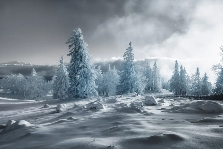 2024 Infrared Photography Contest Winners