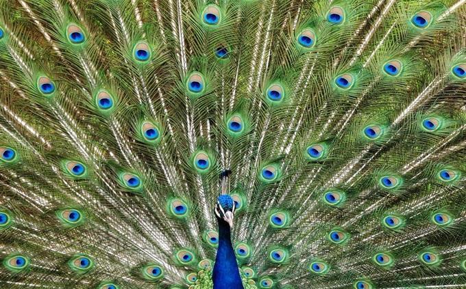 Inner Strength Test: Peacock