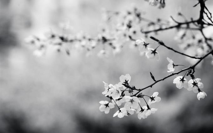 Test of inner strength: flowers in black and white