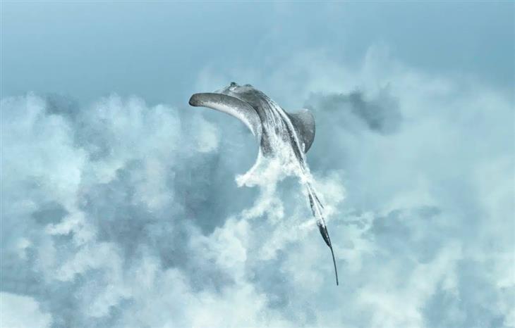 Ocean photography competition: 