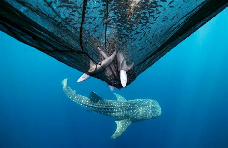 Ocean photography competition: 